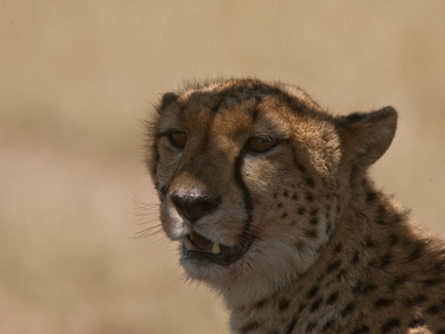 Portrait Of A Cheetah, Acinonyx Jubatus by Beverly Joubert Pricing Limited Edition Print image