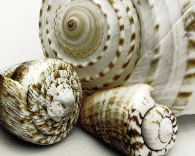 Shell Collage by Mick Bird Pricing Limited Edition Print image