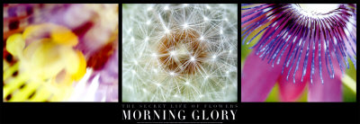 The Secret Life Of Flowers: Morning Glory by Alessio Guarino Pricing Limited Edition Print image