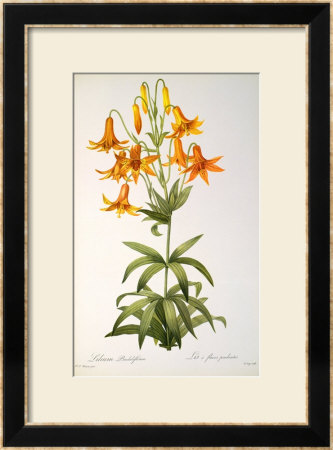 Lilium Penduliflorum, From Les Liliacees, 1811 by Pierre-Joseph Redouté Pricing Limited Edition Print image