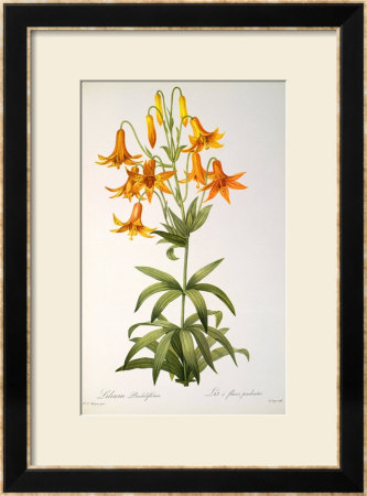 Lilium Penduliflorum, From Les Liliacees, 1811 by Pierre-Joseph Redoute Pricing Limited Edition Print image
