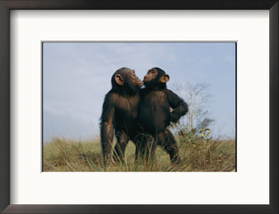 A Pair Of Orphan Chimpanzees by Michael Nichols Pricing Limited Edition Print image
