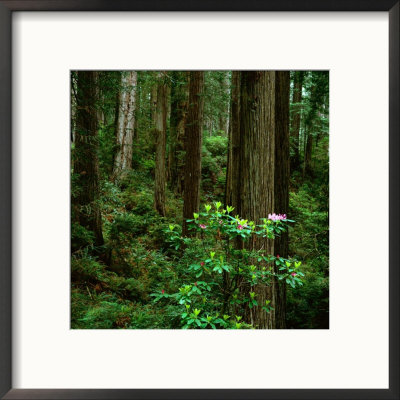 Rhododendron Bush In Front Of Redwood Trees, Redwood National Park, Usa by Wes Walker Pricing Limited Edition Print image