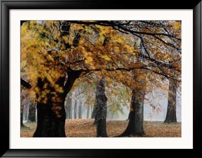 Autumn Foliage by Mattias Klum Pricing Limited Edition Print image