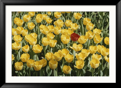 A Single Red Tulip Among Yellow Tulips by Ted Spiegel Pricing Limited Edition Print image