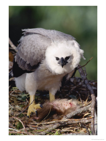 Harpy Eagle, 4 Month Old Eaglet With Prey, Tambopata River, Peruvian Amazon by Mark Jones Pricing Limited Edition Print image