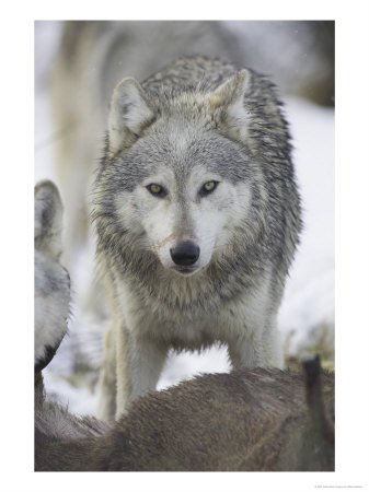 Wolf, Feeding, Scotland by Mark Hamblin Pricing Limited Edition Print image