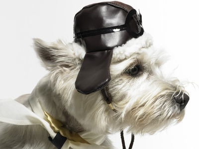 West Highland Terrier Wearing Aviator Cap And Scarf by Nick North Pricing Limited Edition Print image