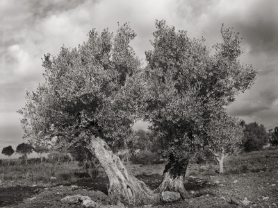 Pair Of Olive Trees by Nicola Dill Pricing Limited Edition Print image