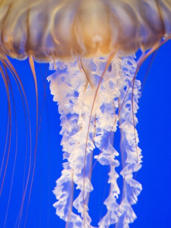 Jelly Fish by Scott Stulberg Pricing Limited Edition Print image