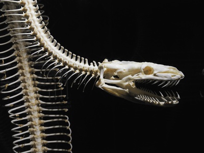 Snake Skeleton by Bernd Vogel Pricing Limited Edition Print image