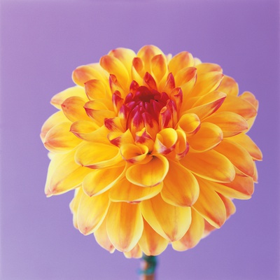 Dahlia by Heide Benser Pricing Limited Edition Print image