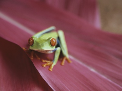 Frog Sitting On A Leaf, Costa Rica by Petrol Pricing Limited Edition Print image