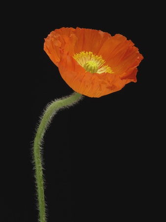 Corn Poppy Flower, Close-Up by Claudia Rehm Pricing Limited Edition Print image