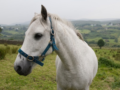 A White Horse In A Green Rolling Pasture, Donegal, Ireland by Gina Kelly Pricing Limited Edition Print image