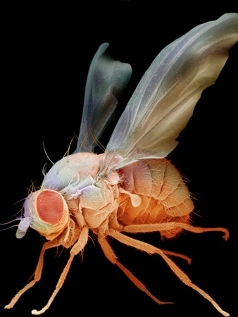 Fruit Fly by David Phillips Pricing Limited Edition Print image