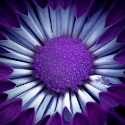 Blue Flower by Michael Filonow Pricing Limited Edition Print image