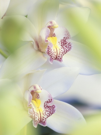 Cymbidium Orchid by Dennis Frates Pricing Limited Edition Print image