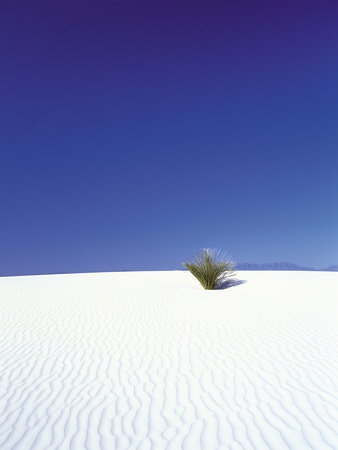 Shrub In Sand Dune by Kazuya Shiota Pricing Limited Edition Print image