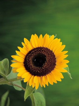 Sunflower by Michihiko Kanegae Pricing Limited Edition Print image