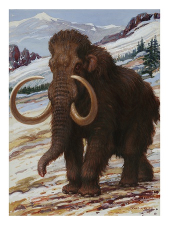 The Woolly Mammoth Is A Close Relative To The Modern Elephant by National Geographic Society Pricing Limited Edition Print image