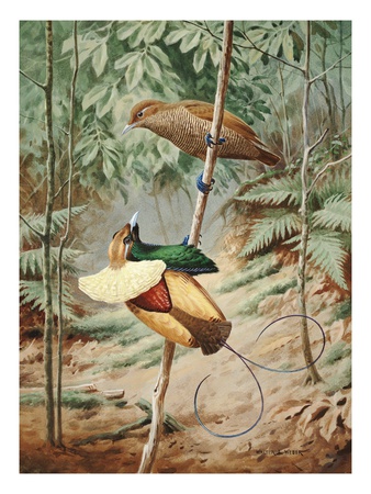 Male Magnificient Bird Of Paradise Dances On Sapling For Female by National Geographic Society Pricing Limited Edition Print image