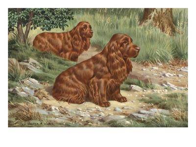 Portrait Of Sussex Spaniels, Determined Hunters by National Geographic Society Pricing Limited Edition Print image