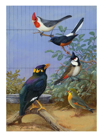 Colorful Birds Sit Perched On Twigs by National Geographic Society Pricing Limited Edition Print image