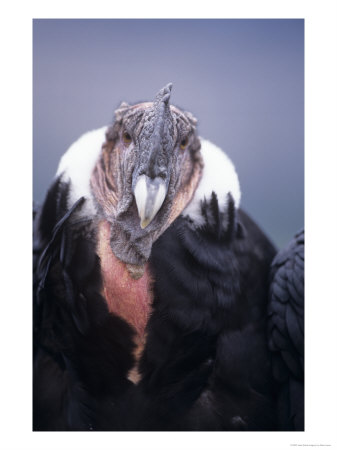 Andean Condor, Adult Male In Prime Colours, Hacienda Zuleta, Cayambe by Mark Jones Pricing Limited Edition Print image