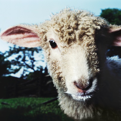 Lamb by Brian Summers Pricing Limited Edition Print image