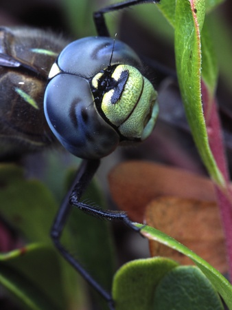 Dragonfly, Northwest Territories by Robert Postma Pricing Limited Edition Print image