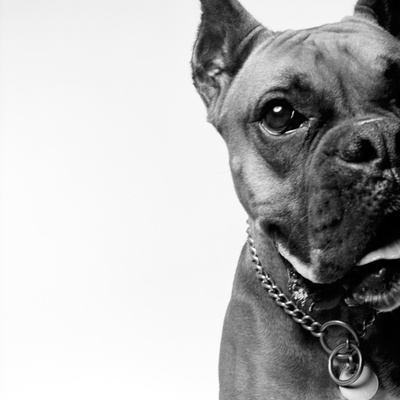 Portrait Of Dog, Boxer, B&W by Brian Summers Pricing Limited Edition Print image