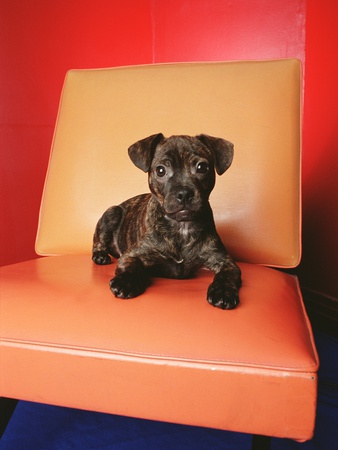 Puppy Sitting On Colored Vinyl Chair by Donna Wilding Pricing Limited Edition Print image