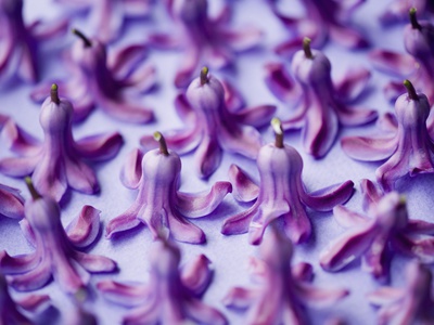 Purple Hyacinth by Clive Nichols Pricing Limited Edition Print image