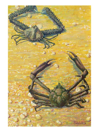 Two Spider Crabs by William H. Crowder Pricing Limited Edition Print image