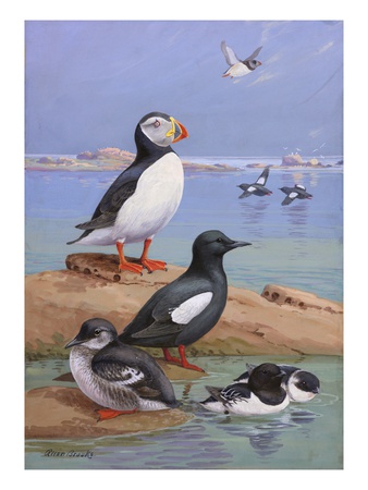A Painting Of An Atlantic Puffin, Black Guillemots, And Dovekies by Allan Brooks Pricing Limited Edition Print image
