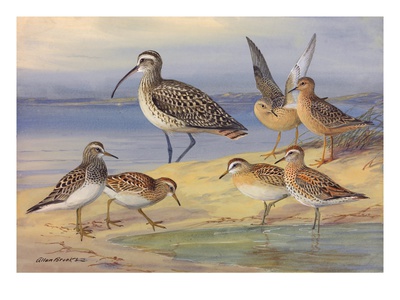 A Painting Of Pairs Of Several Species Of Sandpiper And A Curlew by Allan Brooks Pricing Limited Edition Print image