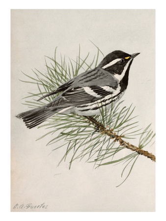 A Painting Of A Black-Throated Gray Warbler, Dendroica Nigrescens by Louis Agassiz Fuertes Pricing Limited Edition Print image