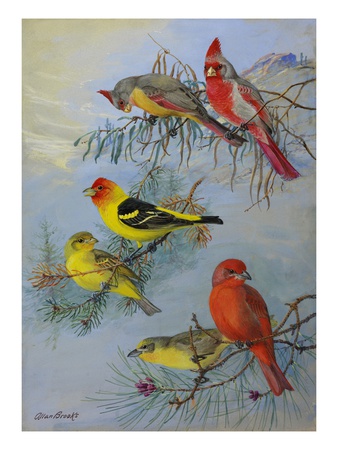 A Painting Of A Pyrrhuloxia And Two Species Of Tanager by Allan Brooks Pricing Limited Edition Print image