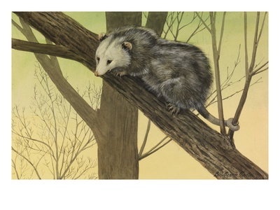 A Painting Of An Opossum Clinging To A Tree Branch by Louis Agassiz Fuertes Pricing Limited Edition Print image