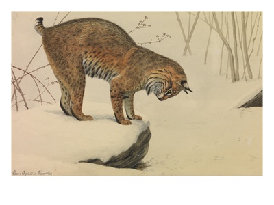 A Painting Of A Bobcat Looking Over The Edge Of A Snow-Covered Rock by Louis Agassiz Fuertes Pricing Limited Edition Print image