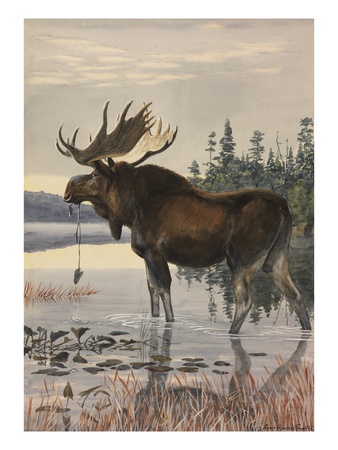 Painting Of A Moose Wading In A Lake And Eating Aquatic Plants by Louis Agassiz Fuertes Pricing Limited Edition Print image