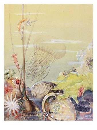 A Painting Of A California Marine Sea Life Scene by Else Bostelmann Pricing Limited Edition Print image