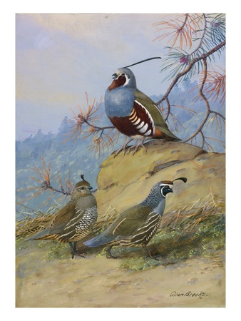 Painting Of Two Different Quail Species by Allan Brooks Pricing Limited Edition Print image