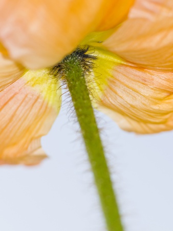 Iceland Poppy (Papaver Nudicaule) Close-Up by Silke Magino Pricing Limited Edition Print image