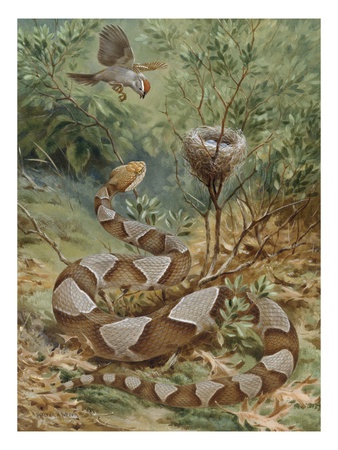 A Chipping Sparrow Squawks At A Copperhead That Eyes Eggs In Her Nest. by National Geographic Society Pricing Limited Edition Print image