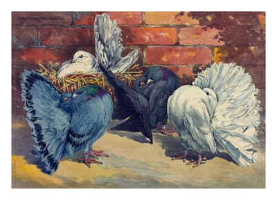 Fancy Pigeons Known For Their Fan-Shaped Tail. by National Geographic Society Pricing Limited Edition Print image