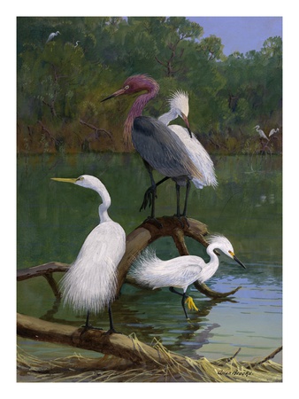 Snowy And Reddish Egrets. by National Geographic Society Pricing Limited Edition Print image
