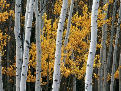 Yellow Leaves And White Tree Trunks by Pat O'hara Pricing Limited Edition Print image