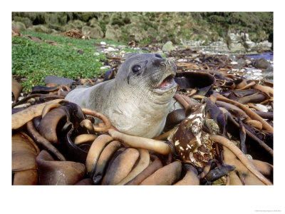 Southern Elephant Seal, Pup Amongst Beached Kelp, Campbell Island by Mark Jones Pricing Limited Edition Print image